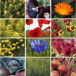 Färberpflanzen Saatgut-Kollektion mit 12 naturbelassenen Sorten von Dillmann