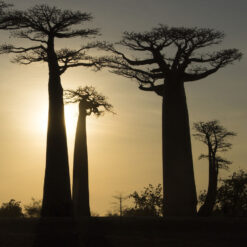 Baobab Bäume